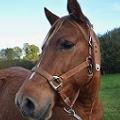 EQUIT