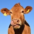 FERME